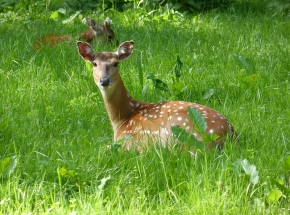 Japonia: aresztowana mężczyznę podejrzanego o zabicie jelenia sika