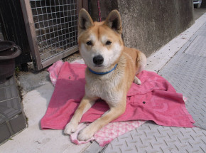 Korea Południowa: prezydent rozważa wprowadzenie zakazu spożywania psiego mięsa