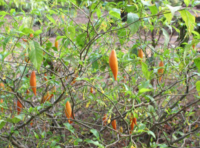 Ibogaina: psychodeliczny lek, który może zwalczyć uzależnienie