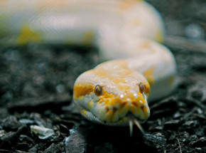 Nowy Jork: mężczyzna oskarżony w związku z przemyceniem pytonów w spodniach