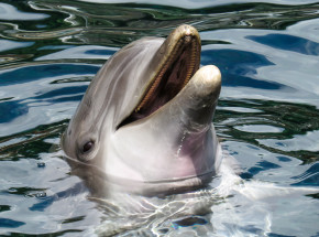 Ghana: dochodzenie w sprawie 60 martwych delfinów znalezionych na plaży