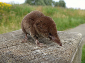 Chiny: wyizolowano nowo odkrytego wirusa pochodzenia zwierzęcego