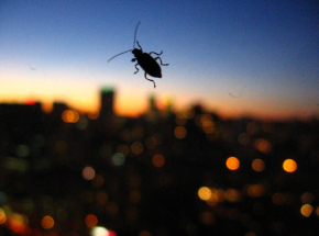 Tajwan: do restauracji wpuszczono ponad tysiąc karaluchów