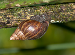 Wenezuela: trwa inwazja ślimaków  