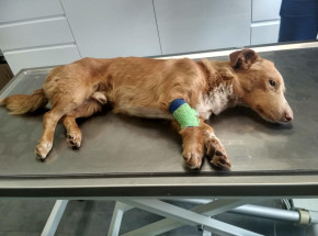 Lubelskie: psy zakopane na polu - jeden z nich nie przeżył  