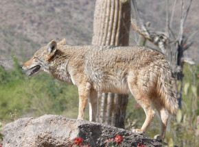 Kanada: kojot zaatakował 3 osoby
