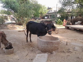 Indie: odbędzie się ogólnokrajowy test wiedzy o krowach