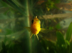 Pielęgnice i płaszczki potrafią wykonywać proste obliczenia matematyczne