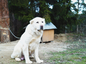 Turkmenistan: nowe święto mające na celu uhonorowanie owczarków środkowoazjatyckich