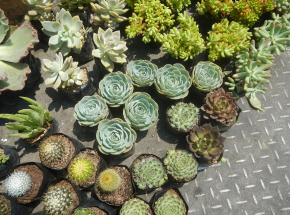 Nowa Zelandia: kobieta skazana za przemyt kaktusów i innych sukulentów