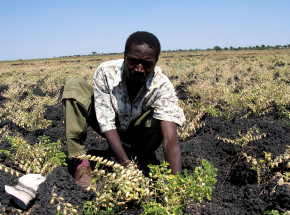 Uprawa ciecierzycy bez środków chemicznych?