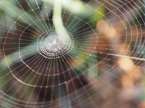 Naukowcy tworzą muzykę poprzez wykorzystanie pajęczyn