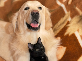 Profesjonalna opieka nad zwierzętami już zawsze w zasięgu Twojej ręki! 