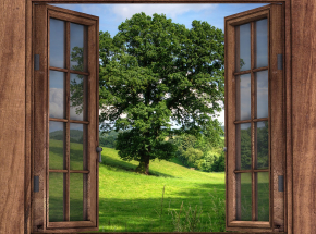 Szkło będzie można zastąpić przezroczystym drewnem?