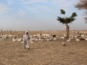 Czad: 22 osoby zginęły wskutek starcia między rolnikami a pasterzami