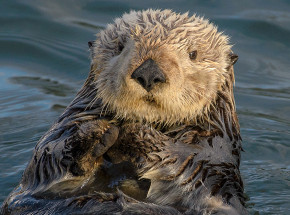 Singapur: wydry zaatakowały człowieka 