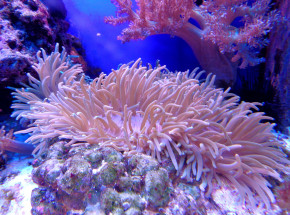 Hong Kong: druk 3D wspomaga odbudowę koralowców