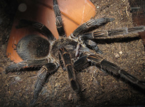 USA: naukowcy próbują stworzyć lek przeciwbólowy z jadu ptasznika