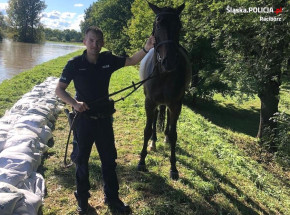 Policjanci uratowali konia, który wpadł do rzeki