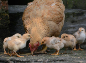 RPA: rozwój epidemii ptasiej grypy