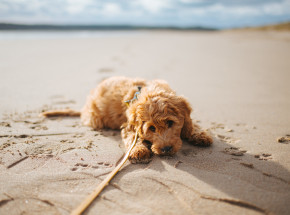 RPO: zakaz wyprowadzania psów na plaże jest sprzeczny z prawem