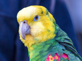 Warszawa: interwencja policji w sprawie papugi śpiewającej „Sto lat”