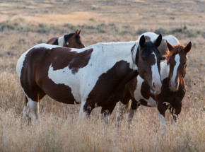 Arizona: zastrzelono 14 dzikich koni