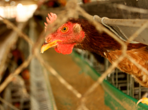 Członkowie Parlamentu Europejskiego zagłosowali za końcem "epoki klatkowej"