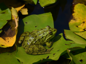 Specjalne schodki dla ropuch w poznańskiej Cytadeli