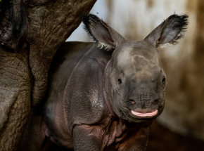 Nowy mieszkaniec wrocławskiego ZOO