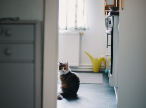 Korea Płd.: w ciągu 3 lat koty wywołały ponad 100 pożarów domów