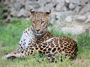 Niemcy: lampart zaatakował modelkę podczas sesji zdjęciowej