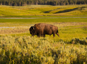 USA: 45 tysięcy osób zgłosiło się do programu mającego na celu zmniejszenie populacji bizonów