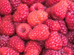 Polska liderem w UE w produkcji malin