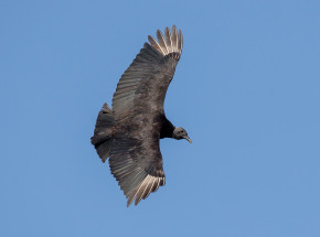 Georgia: 700 sępników czarnych padło wskutek grypy ptaków
