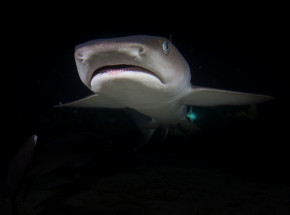 Nowa Zelandia: odkryto, że 3 gatunki rekinów świecących w ciemności