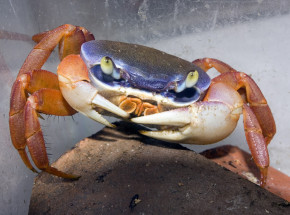 Warszawa: w pionie kanalizacyjnym w budynku mieszkalnym znaleziono kraba