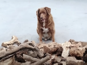 Portugalia: 30-letni Bobi został uznany za najstarszego psa na świecie