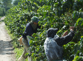 Kolumbia: zamordowano pięciu zbieraczy kawy