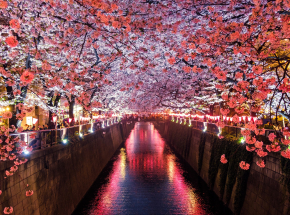 Najwcześniejszy szczyt rozkwitu wiśni japońskich od 812 roku