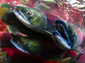 Łosoś pacyficzny zagrożony wyginięciem przez zmiany klimatyczne