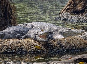 Indie: krokodyl zabił pasterza