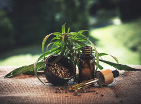 Kanada: Uber zaczyna przyjmować zamówienia na konopie indyjskie