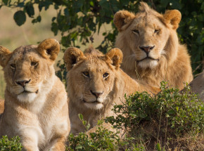 Kuracja oksytocyną wpływa na łagodność lwów