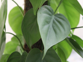 Opracowano technologię umożliwiającą roślinom komunikację swoich potrzeb