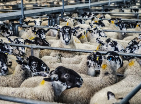 Sudan: zginęło ponad 15 tys. owiec wskutek zatonięcia statku