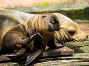 Nowa Zelandia: zamknięto jedną z najruchliwszych ulic z powodu gniazdowania lwów morskich 