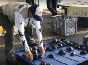 Ekwador: przechwycono 185 małych żółwi transportowanych w walizce