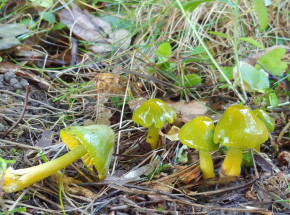 Wilgotniczka papuzia - grzyb ukrywający się w żelowym płaszczu