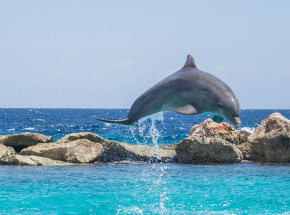 USA: zakaz pływania z delfinami na Hawajach